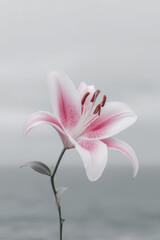 Fototapeta premium single lily flower on gray background soft light minimalist composition focus on flower
