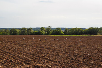 Plowed agricultural field where storks feed, central Russia