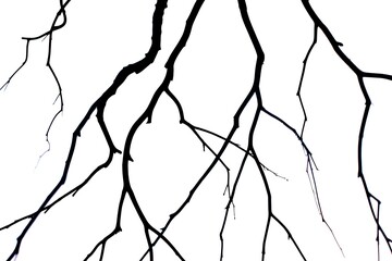Intricate Branching Patterns A Study in Black and White Tree Anatomy