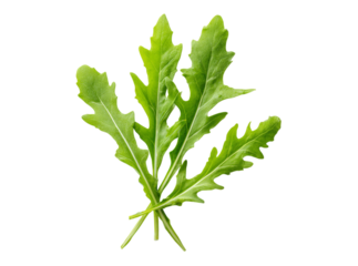 Fresh green arugula leaves isolated on black background, Isolated On Transparent Background