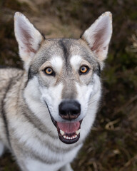 Close up portrait of a Siberian Huskey