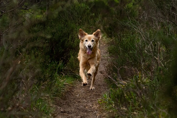 Golden Retriever running down a path in the woods
