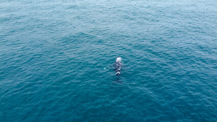 incredible humpback whale in the south atlantic ocean