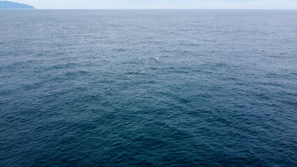 humpback whale couple