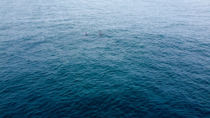 Humpback whale family double jump