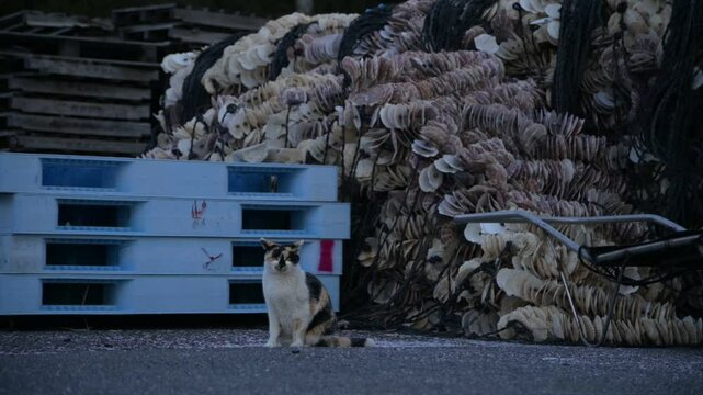 頭島の猫 （岡山県備前市, 2025年1月）