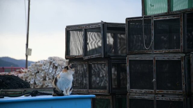 頭島の猫 （岡山県備前市, 2025年1月）