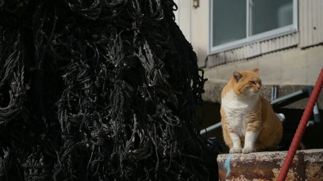 頭島の猫 （岡山県備前市, 2025年1月）