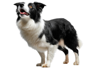 Fototapeta premium Alert Border Collie: A captivating black and white Border Collie dog stands alert, head tilted upwards, exuding intelligence and alertness, as it gazes up at an unseen point.
