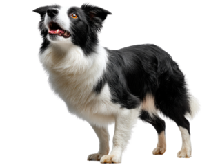 Alert Border Collie: A captivating black and white Border Collie dog stands alert, head tilted upwards, exuding intelligence and alertness, as it gazes up at an unseen point.