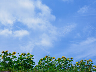 ひまわりと青空