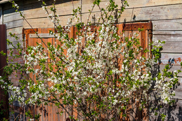 Blooming tree in spring against the background of wooden garage doors
