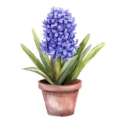 A Hyacinth Plant, watercolor painting vector, high quality, isolated on a white background.