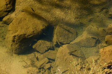 A small fish swims in a shallow puddle of an Outback creek, surrounded by red earth, stones, and dry bush — a glimpse of life in arid Australia.