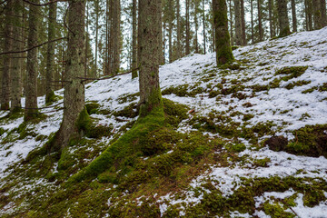 Forest floor with moss-covered tree trunks and patches of snow on a sloping terrain in Sweden during early spring