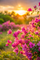 Obraz premium Vivid Pink Bougainvillea Blossoms Illuminated by Warm Summer Sunset Golden Hour Light Lush Green Foliage Vibrant Floral Display
