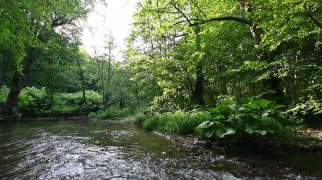 Igneada national park river in the forest