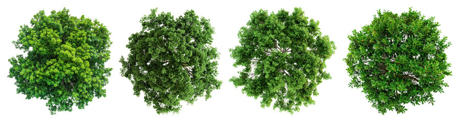 Obraz premium PNG Lush green tree tops view, element set on transparent background
