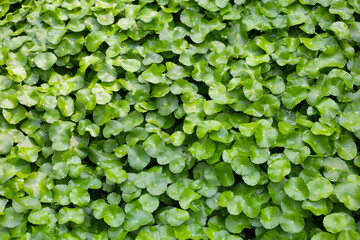 Gotu Kola, Centella Asiatica, Asiatic Pennywort. Herbal Plant