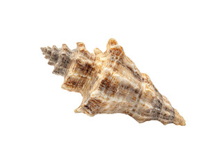 Seashell spiral shell ocean beach nature marine life, Isolated On Transparent Background