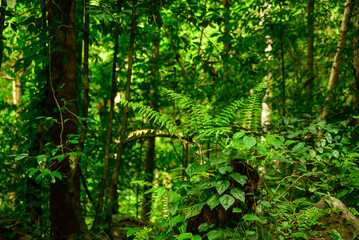 Stoney Creek near Cairns, Queensland, flows through lush rainforest, cascading over rocks and under tree canopies, offering a serene escape in the heart of Australia’s tropical wilderness.
