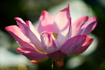 Elegant Pink Lotus Flower with Morning Dew in Natural Setting