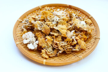 Splitgill mushroom or schizophyllum commune mushroom