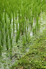 Rice plants ripening in paddy field, closeup