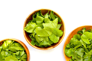Gotu kola, fresh green leaves