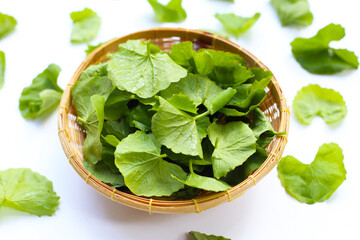 Gotu kola, fresh green leaves known for their medicinal properties in boosting memory and promoting healthy skin.
