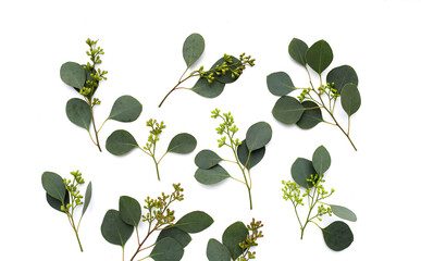 Eucalyptus leaves on white background. Green leaf branches.