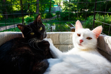 Black and white young cats lie next to each other in a basket