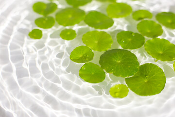 Gotu Kola (Centella asiatica), a medicinal herb floating gracefully on clear water. Sunlight reflecting on the water