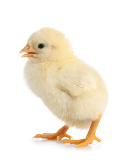 Cute little chick on white background