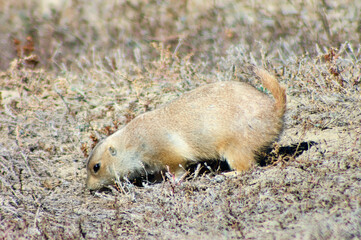 prairie dog in the grass