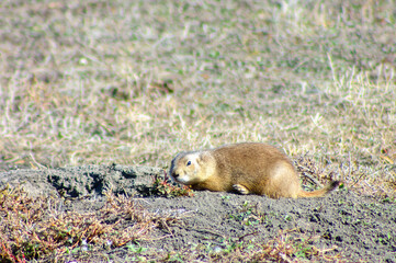 prairie dog coming out of its hole