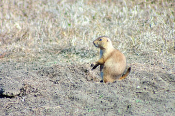 prairie dog sitting in the grass