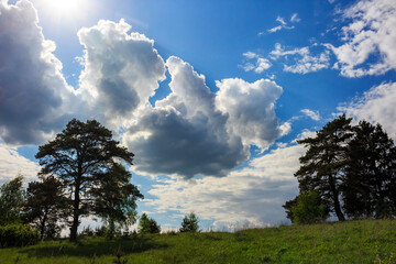 Beautiful cumulus clouds over pine trees in a field