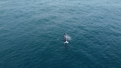 incredible humpback whale in the south atlantic ocean