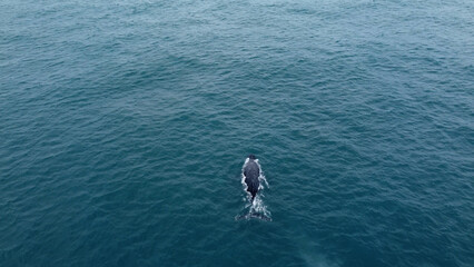 incredible humpback whale in the south atlantic ocean
