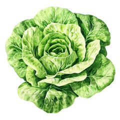 Obraz premium watercolor of A Garden Lettuce Plant, vector high quality, isolated on a white background.