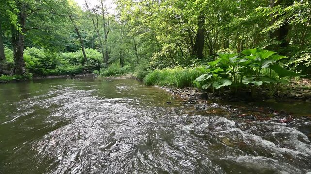river in the forest. Igneada national park river