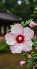 Obraz premium Serene Pink Hibiscus Flower with Dew Drops, Korean Temple Background
