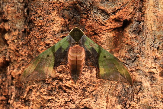 Callambulyx rubricosa (Pink & Green Hawk-Moth) The topside (recto) forewings are green with darker lines and patterns while the hind-wings are pink with a deep crimson patch. 