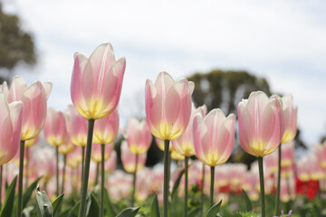 Fototapeta premium Beautiful tulip flower garden. The Expo 70 Commemorative Park, Osaka, Japan
