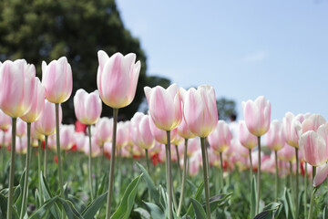 Fototapeta premium Beautiful tulip flower garden. The Expo 70 Commemorative Park, Osaka, Japan