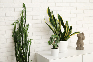 Big cactus with houseplants and commode near white brick wall in room