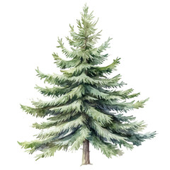 A Fir Tree, watercolor illustration vector, high quality, isolated on a white background.