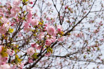 Branches of sakura flowers, cherry blossom