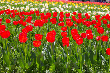 Beautiful tulip flower in the park